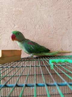 Kashmiri Pahari female