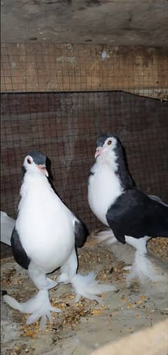 Fancy pigeon