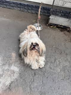 Adorable Purebred Shih Tzu for Sale – Healthy & Playful Companion!