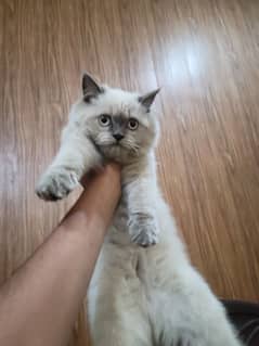persian female kitten for sale---