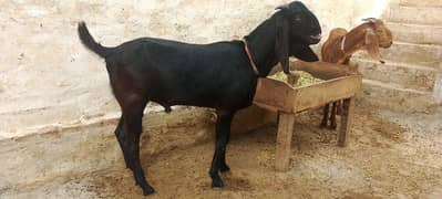 Bakra