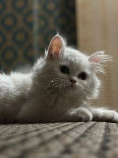 persian cat