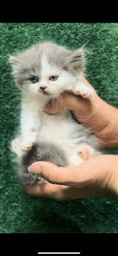Grey white female persian kitten triple coated