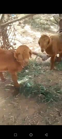 Home Grown Triplet threee Dumbas for Qurbani