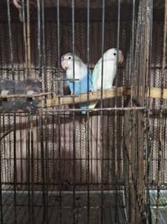 Love Birds