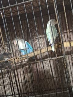 Love Birds