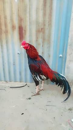 Aseel patha