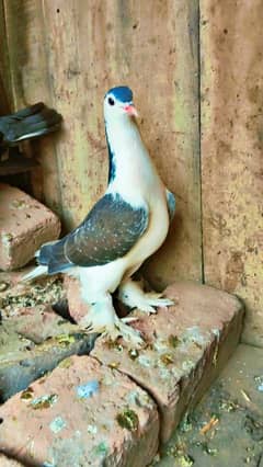 Pure Shirazi urgent for  sale