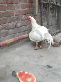 theaker