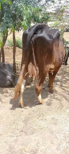 pure friesian cox