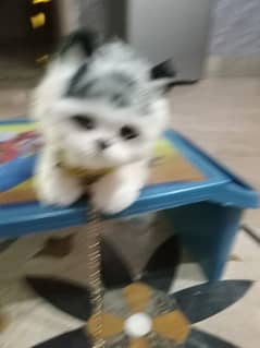 I'm