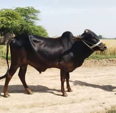 Sahiwal