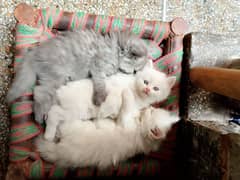 Persian kitten for sale in Sargodha