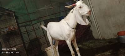 2 dant Bakra for sale urgent number ; 03353561301
