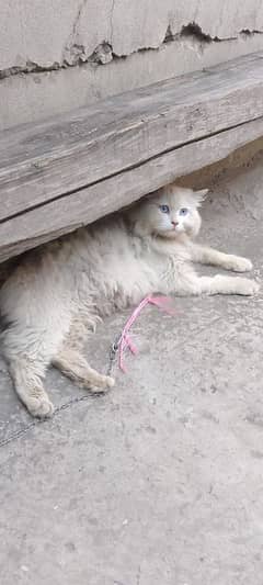 Mirza