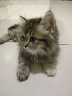 Persian