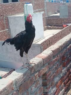 Pure Pakistani Aseel Male