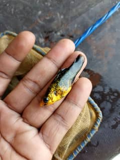molly fish