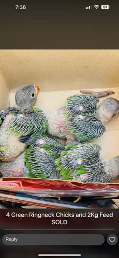 Green Ringneck/ Kathay Chicks