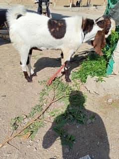 2 dant h andu bakra meat 30 plus kg