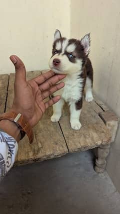 husky