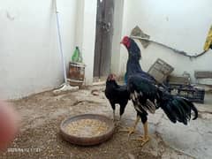 Sawa Patha(add pura perh k msg kren)