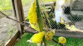 2 month KY Australian parrot ha red i