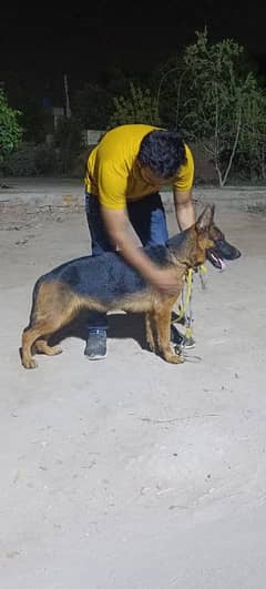Gsd Breeder female available for sale