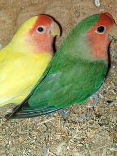 love bird