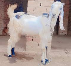 2dant qurbani k liya bakry available in different