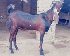 2dant