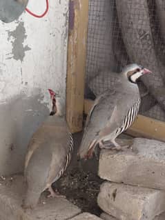 ready to breed pair and singing pair