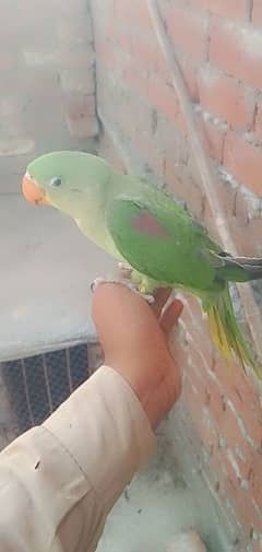 kashmir raw parrot hend tem hend feed self feed