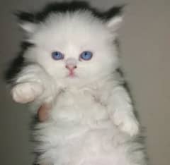 Persian kittens available with blue eyes