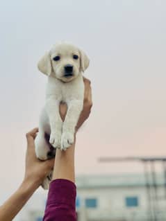 Dog lab