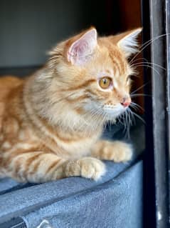 Male cat for sale