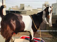 colourfull goats, heavy weight, 2 dant