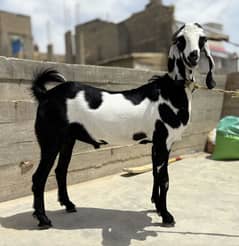 Khassi Bakra