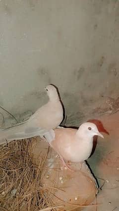 khumra bird pair