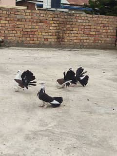 lakay kabotar 4 piece