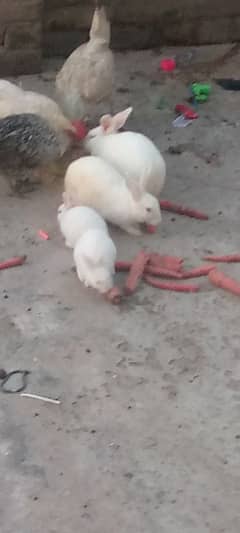 female for sale exchange with black female
