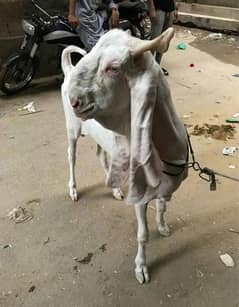 abhi jeri mari hy eid tk danth kr jaega