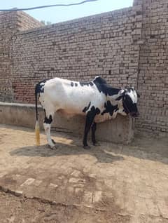Beautifu healthyl Bull