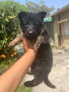 German shepherd female puppies