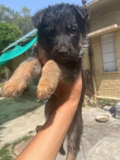 German shepherd female puppies