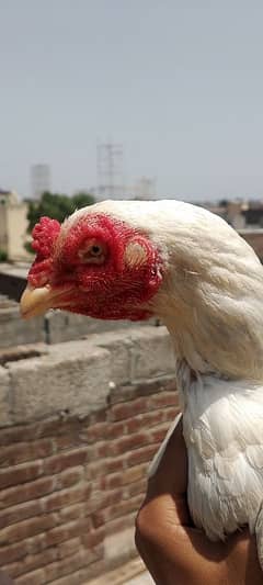 Heera