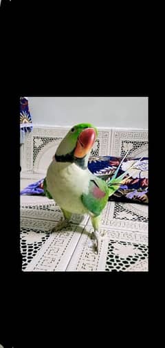 ALEXANDER