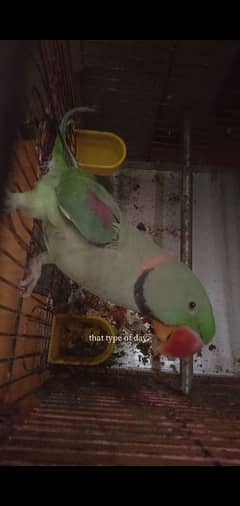 ALEXANDER PARROT FOR SALE handtame
