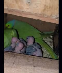 green ringnak baby parrot