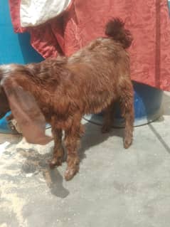 2 desi Bakra 6 months for sale urgent